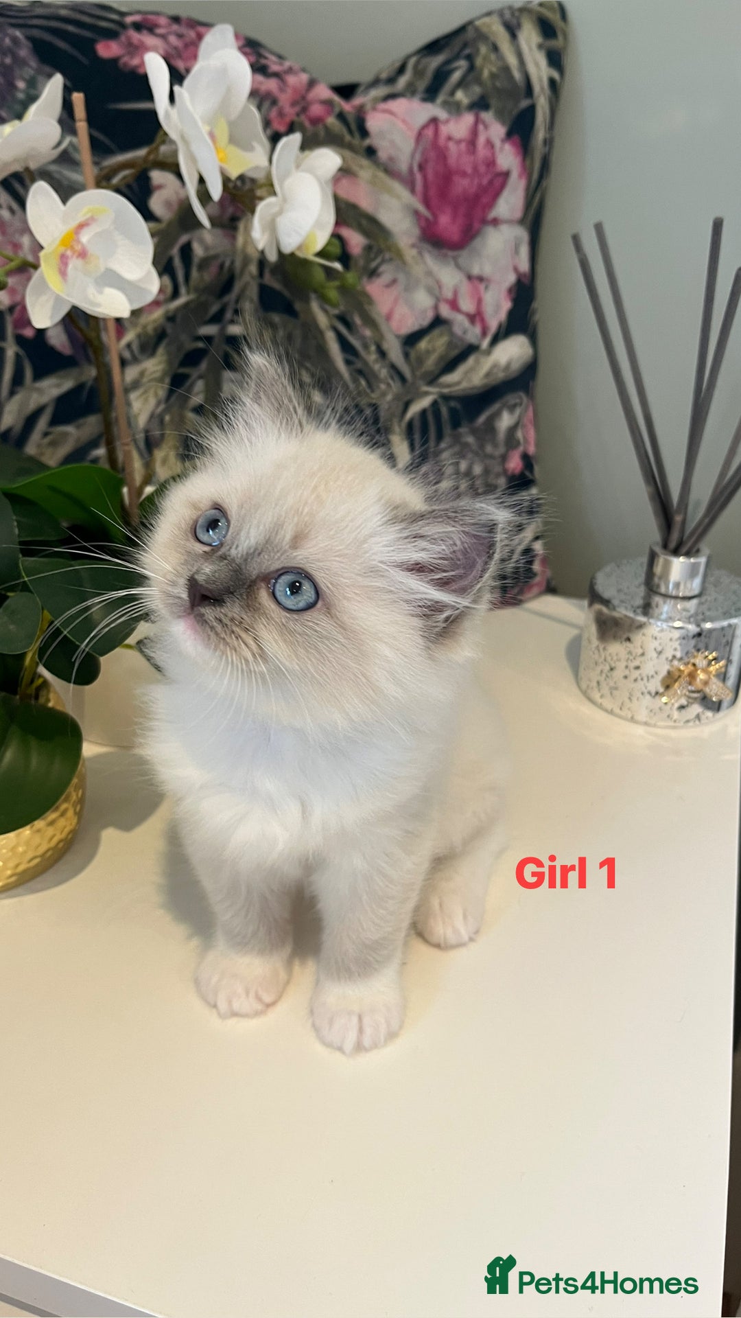 Ragdoll cats for sale: Champion Lines Beautiful Ragdoll Kittens  - Advert 9