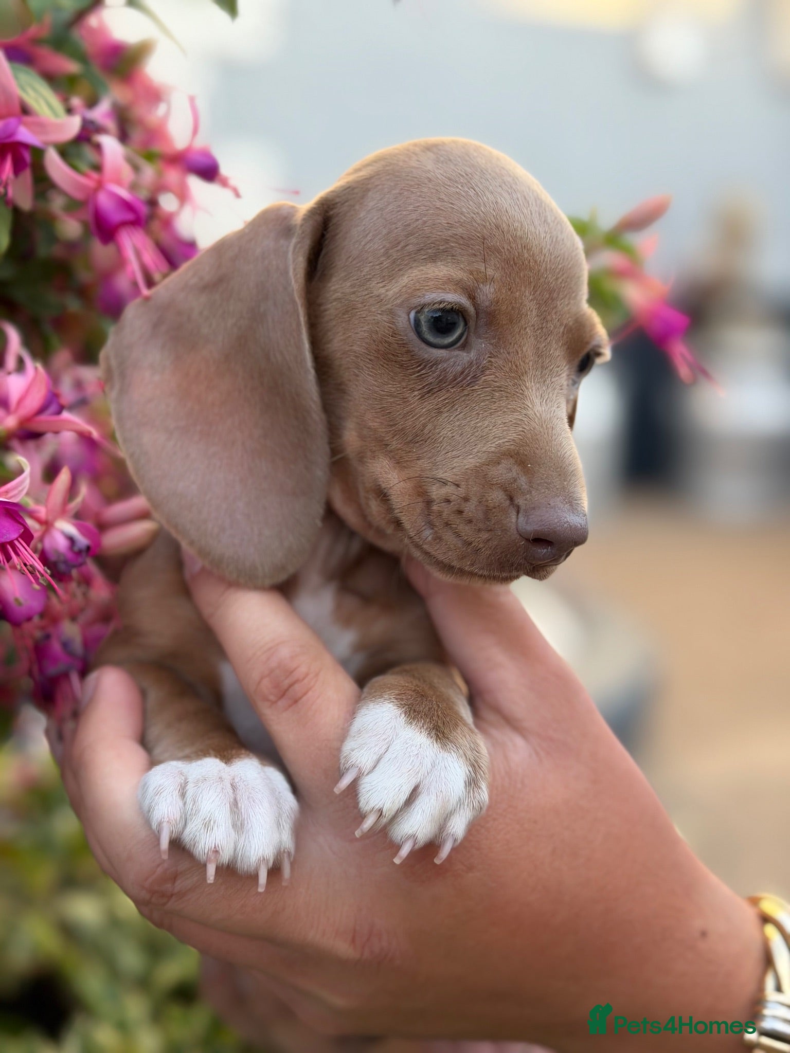 Miniature Dachshund dogs Miniature dachshund male  - Advert 1