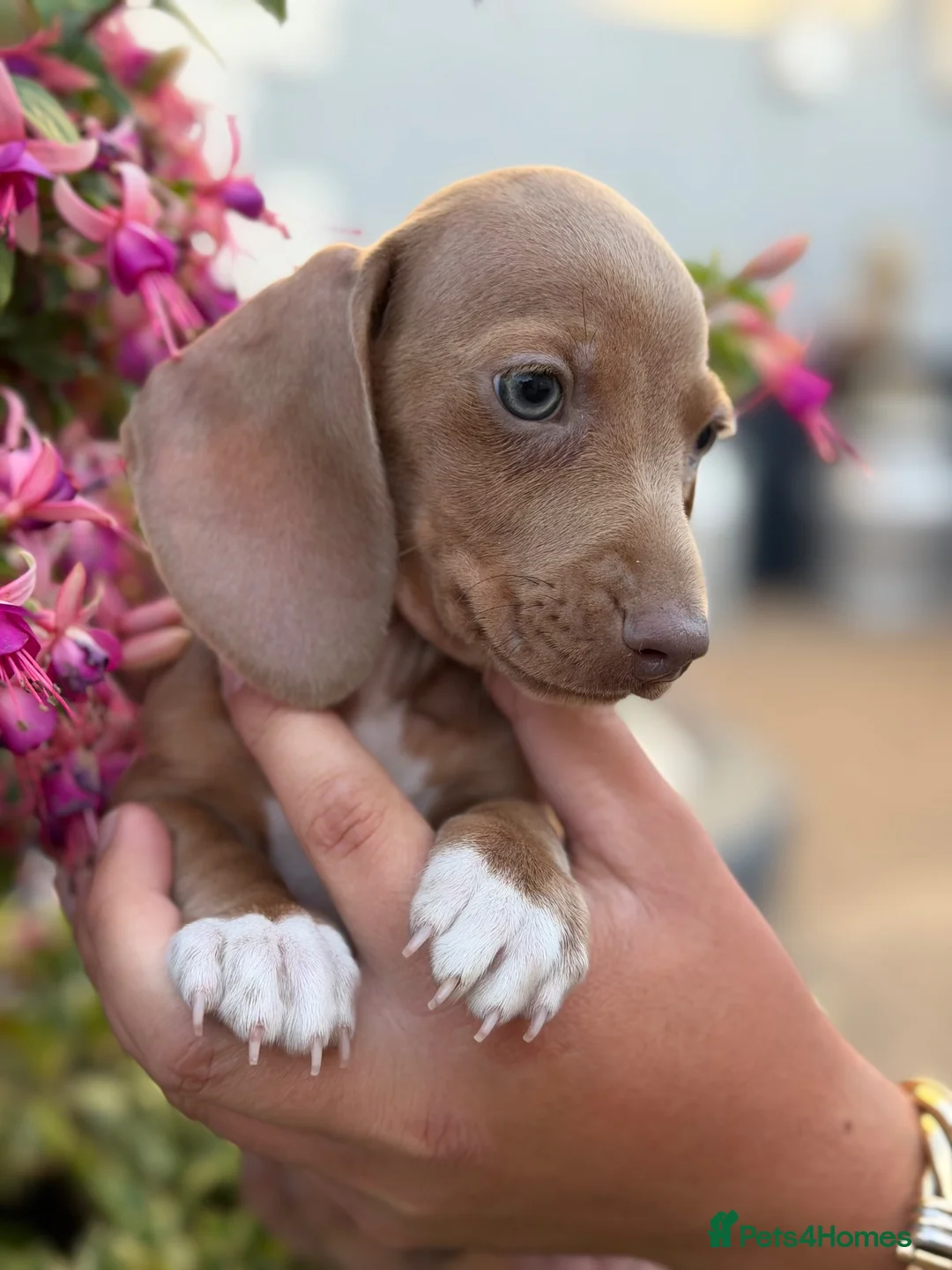 Miniature Dachshund dogs for sale: Miniature dachshund male  - Advert 1
