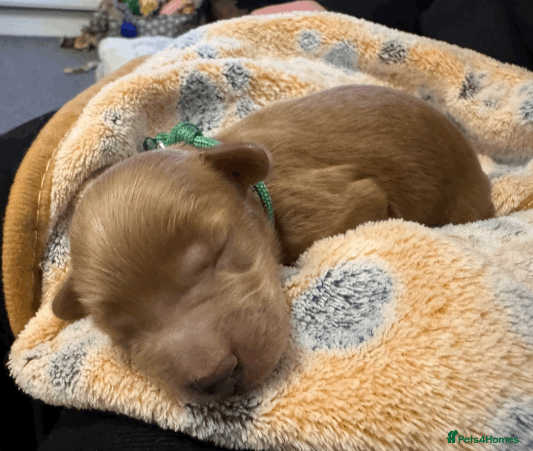 Cockapoo dogs for sale: Beautiful Fox Red Cockapoos - Advert 13