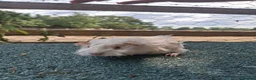 Guinea Pig rodents for sale: Cute white guinea pigs sows - Advert 6
