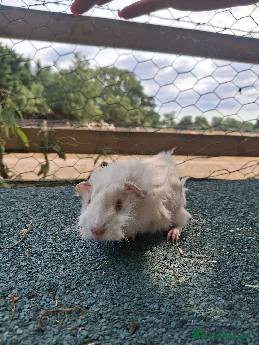 Guinea Pig rodents for sale: Cute white guinea pigs sows - Advert 6