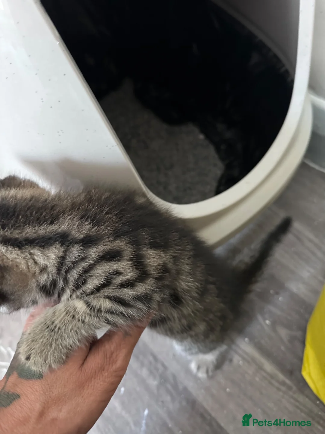 Mixed Breed cats for sale: Russian blue mixed tabby  - Advert 2