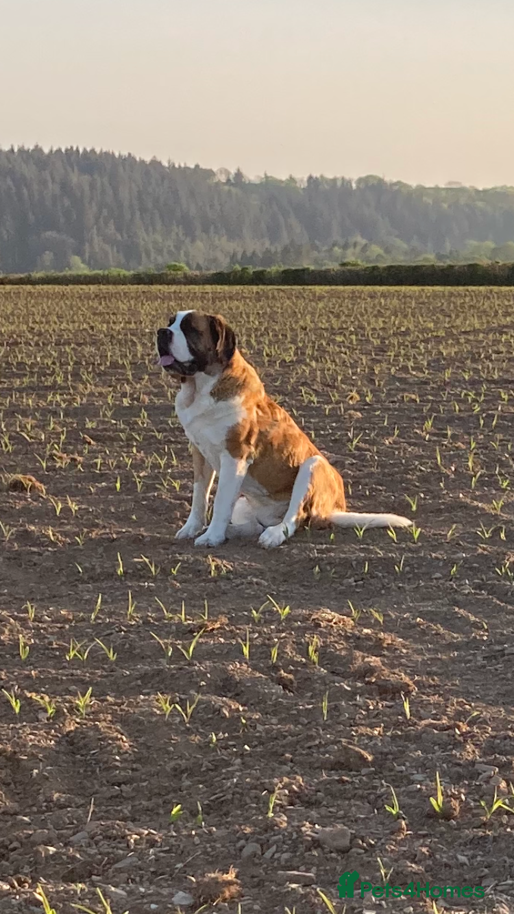 Saint Bernard dogs Pups from HIP & ELBOW scored parents  - Advert 5