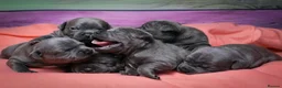 Staffordshire Bull Terrier dogs for sale: 💚💚💚BLUE STAFFIES 💚💚💚 - Advert 4
