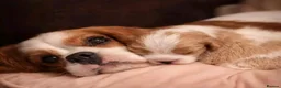 Cavalier King Charles Spaniel dogs for sale: Gorgeous Cavalier King Charles Puppies! - Advert 9