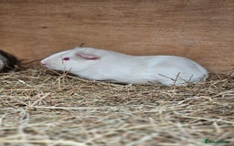 Guinea Pig rodents for sale: 3 bonded boy guinea pigs - Image 2