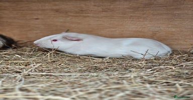 Guinea Pig rodents - Advert 4