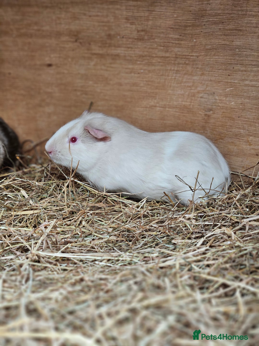 Guinea Pig rodents for sale: 3 bonded boy guinea pigs - Image 2