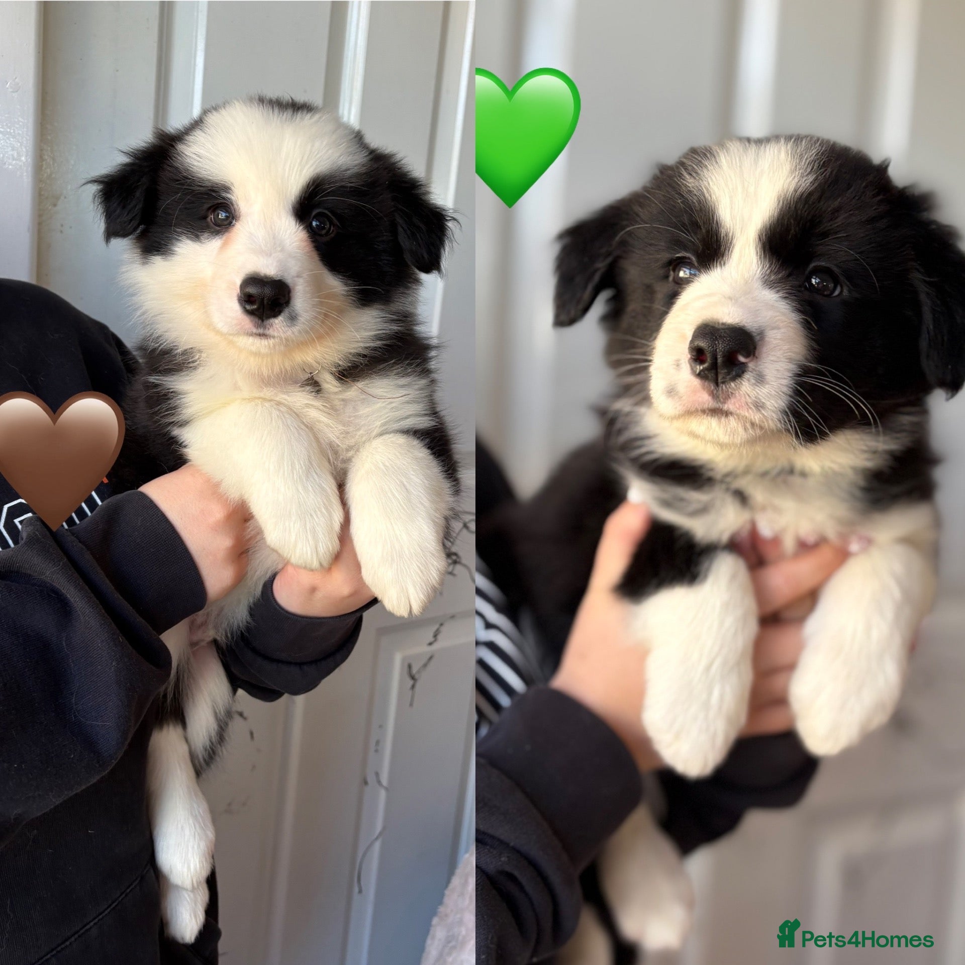 Border Collie dogs Gorgeous Seal & Black&White Border Collie Puppies  - Advert 1