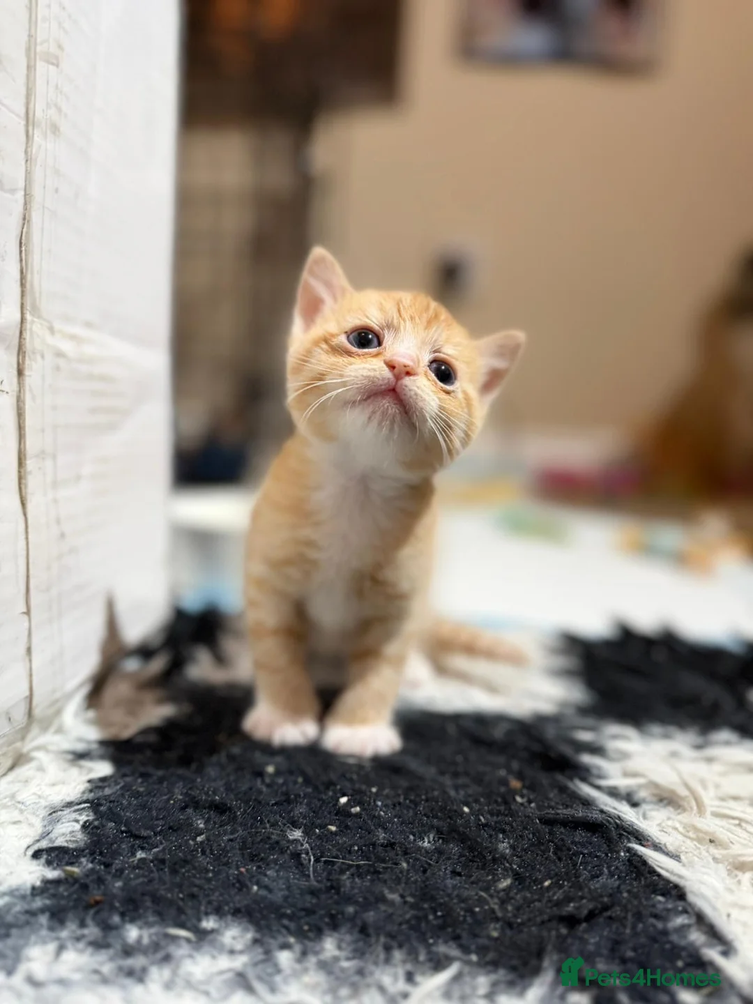 Mixed Breed cats for sale: Last ginger boy available ❤️‍🔥 in Rushden - Advert 10