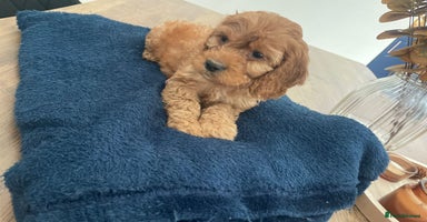 Cockapoo dogs - Advert 2