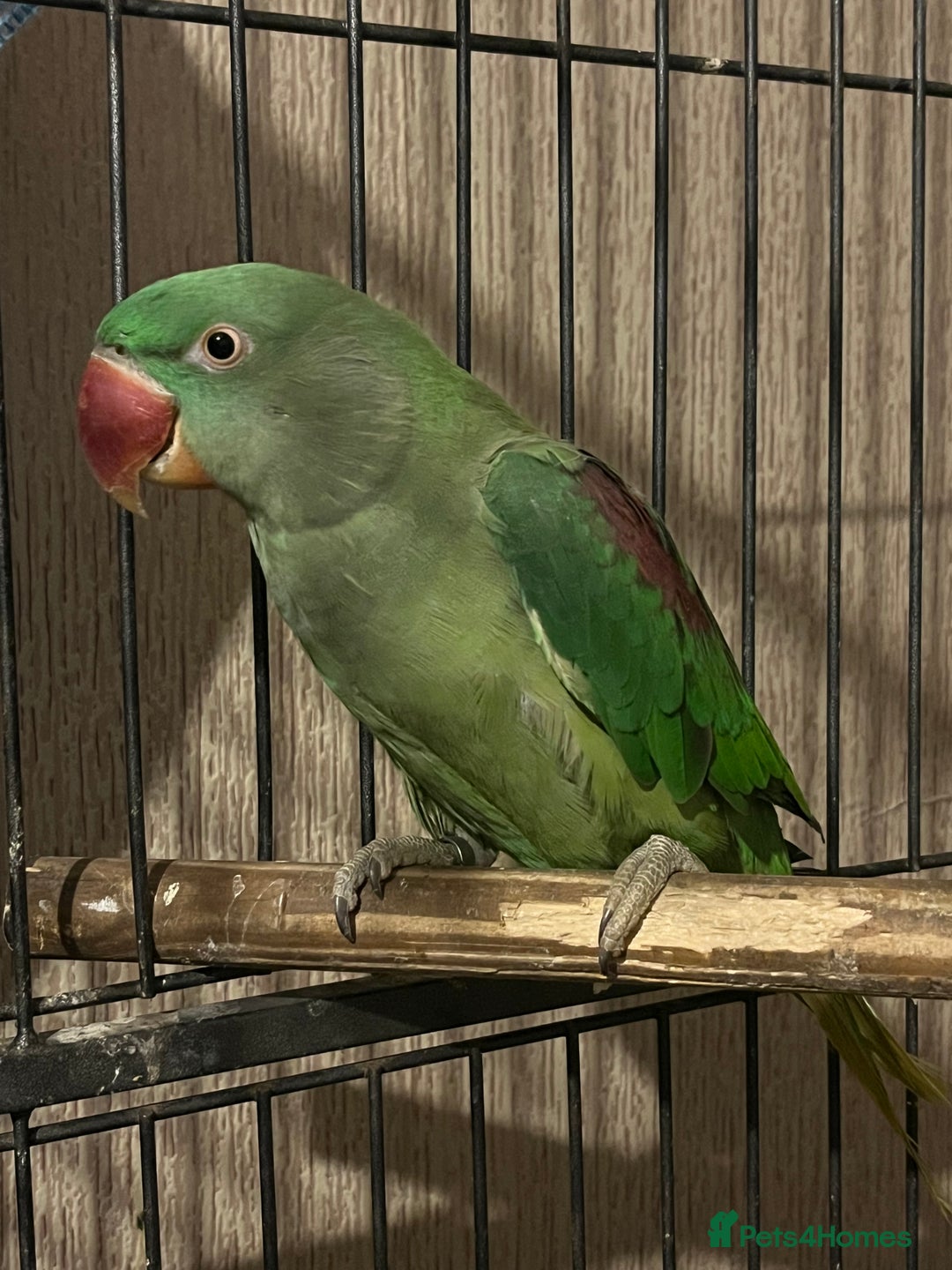 Parakeets birds for sale: Alexandrines for sale - Image 2