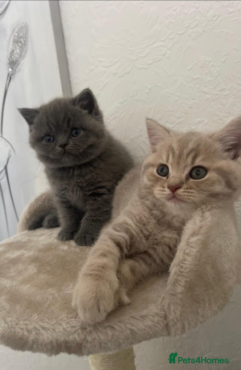 British Shorthair cats British shorthair kittens🐱 - Advert 6