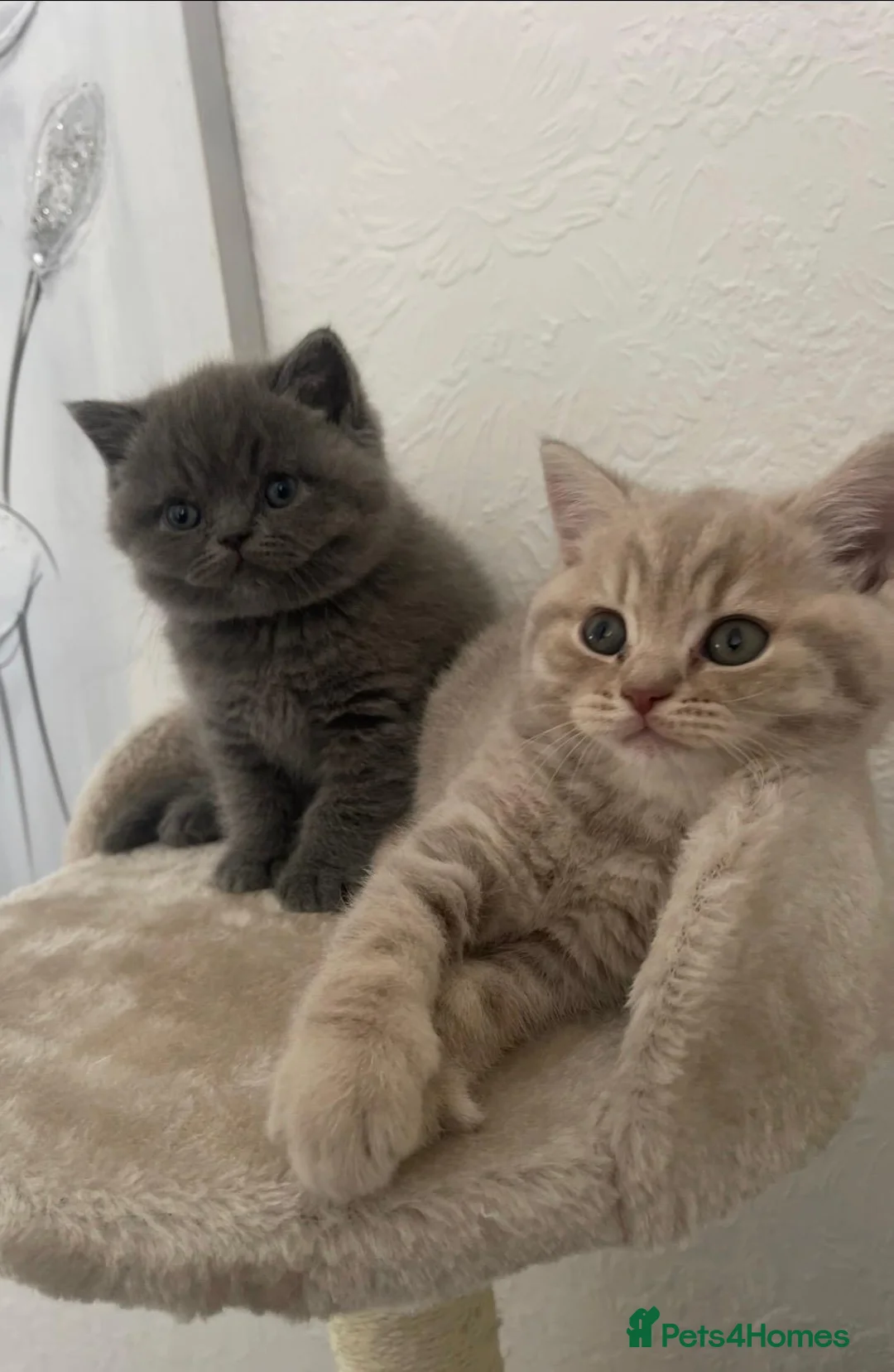 British Shorthair cats for sale: British shorthair kittens🐱 - Advert 1