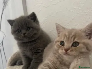 British Shorthair cats British shorthair kittens🐱 - Advert 6