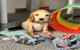 Cocker Spaniel dogs for sale: Beautiful gold cocker puppies - Image 4