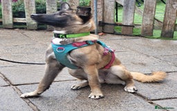 Mixed Breed dogs for adoption: HAZEL  Mixed Breed 8 months - Image 3
