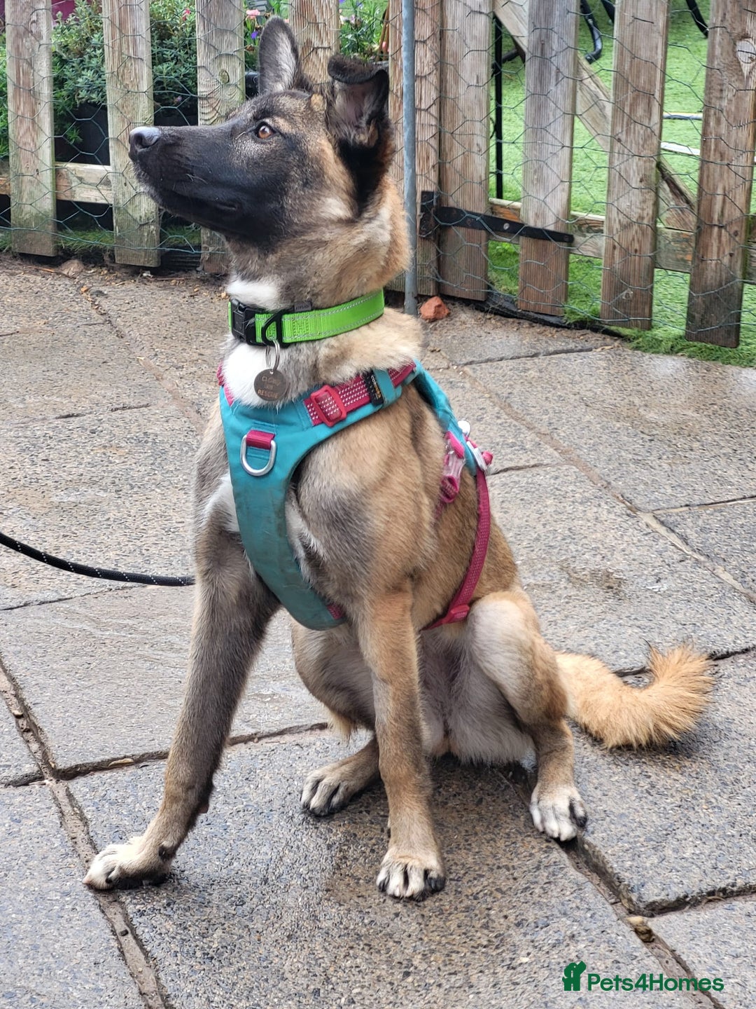 Mixed Breed dogs for adoption: HAZEL  Mixed Breed 8 months - Image 3