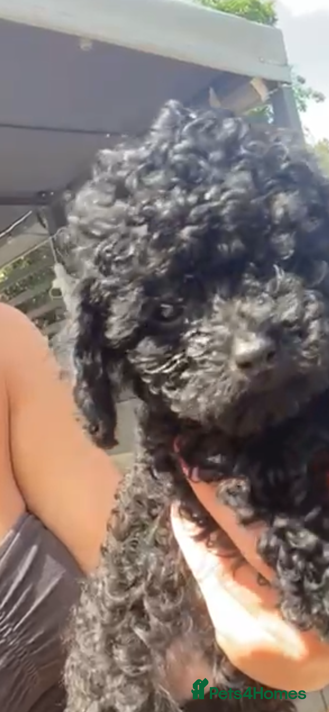 Cavapoo dogs for sale:  1 Beautiful boy Cavapoo puppy left! 💖💙💖💙💖 in Doncaster - Image 29