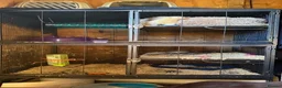 Ferret rodents for sale: Female jil ferret in Clacton-on-Sea - Advert 1