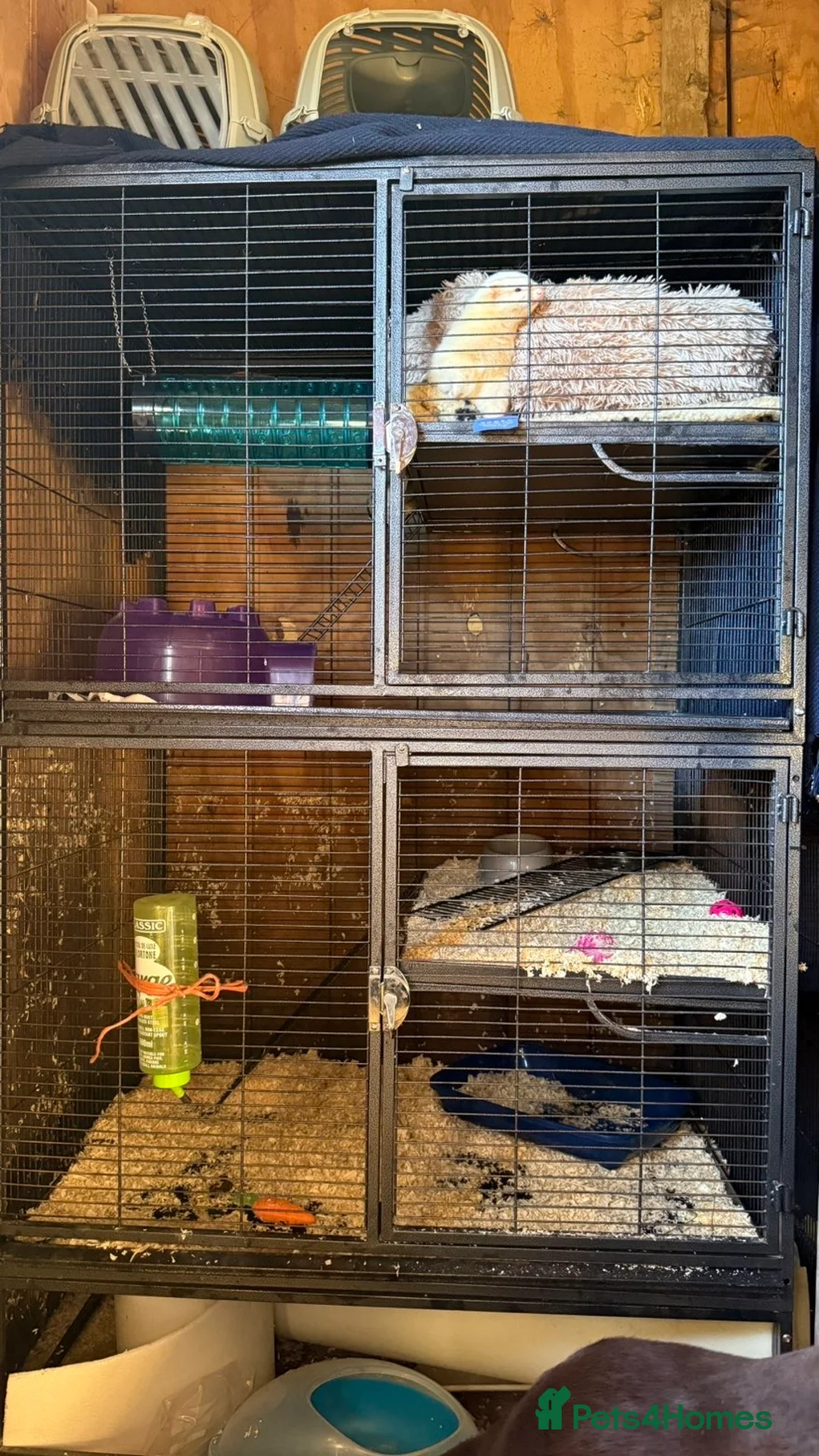 Ferret rodents for sale: Female jil ferret in Clacton-on-Sea - Advert 1