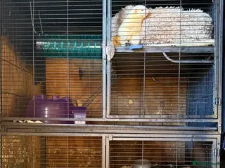 Ferret rodents Female jil ferret - Advert 1