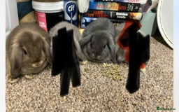 Mini Lop rabbits for sale: Mini Lop  - Image 5