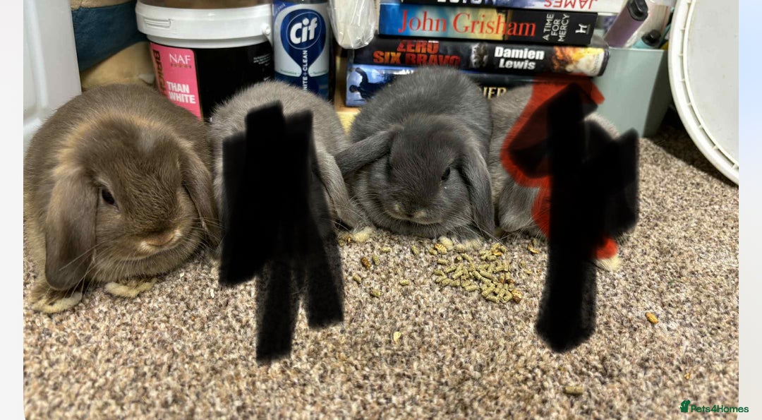 Mini Lop rabbits for sale: Mini Lop  - Image 5
