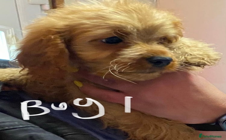 Cavapoo dogs - Advert 3