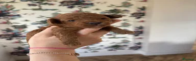 Cavapoo 4