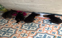 British Shorthair cats for sale: 4 lovely little kittens  - Advert 9