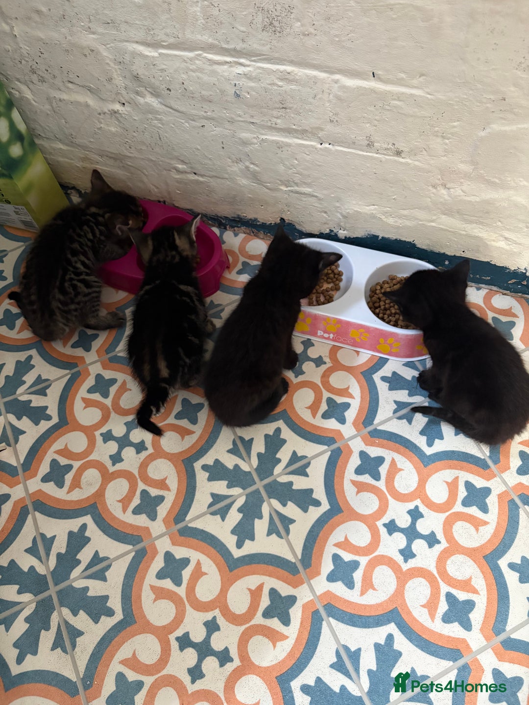 British Shorthair cats for sale: 4 lovely little kittens  - Advert 9