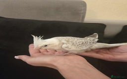 Cockatiels birds for sale: Cockatiel chicks hand tame  - Image 20