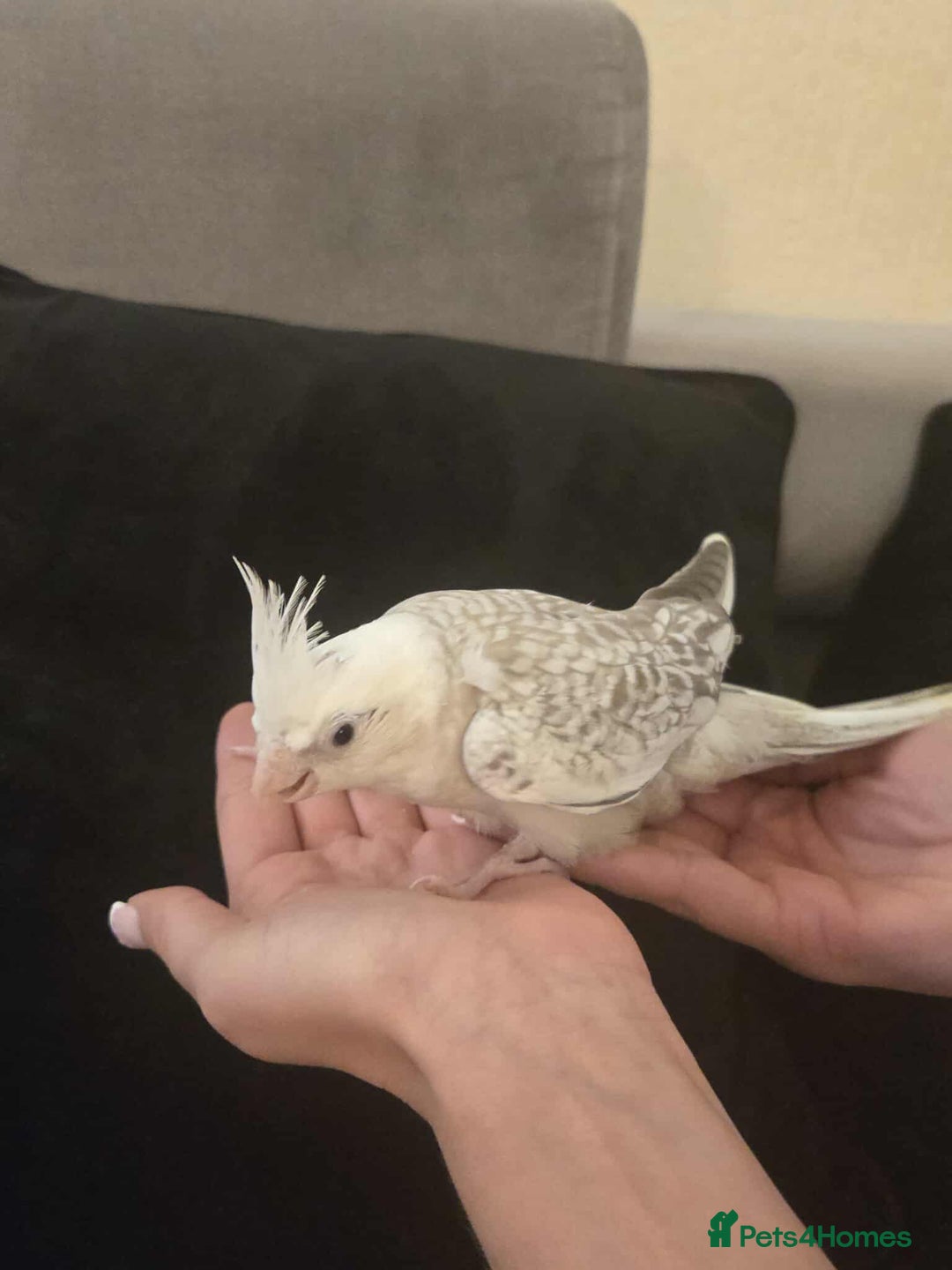 Cockatiels birds for sale: Cockatiel chicks hand tame  - Image 20