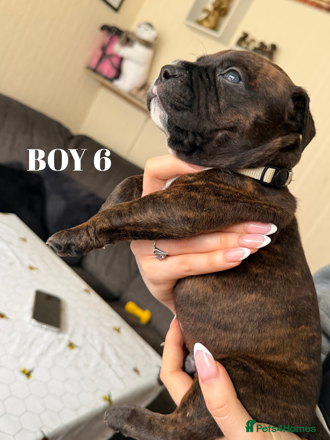 Staffordshire Bull Terrier dogs for sale: Precious Puppies Ready to Join Your Family - Advert 7