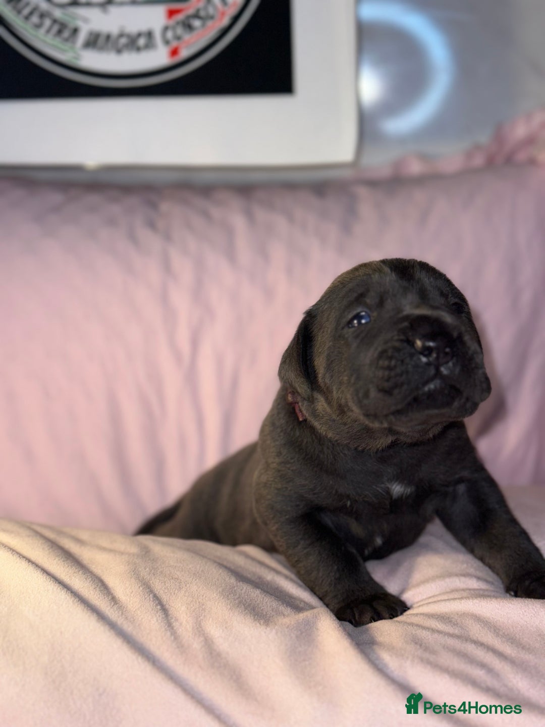 Cane Corso dogs for sale: Cane corso IKC/FCI  - Advert 23