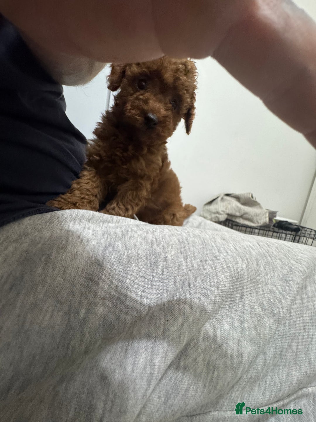 Miniature Poodle dogs for sale: 🐩 Outstanding Deep Red Miniature Poodle Puppies  - Advert 26