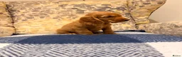 Cocker Spaniel dogs for sale: Fantasticly Bred Health Tested Cockers  - Advert 10
