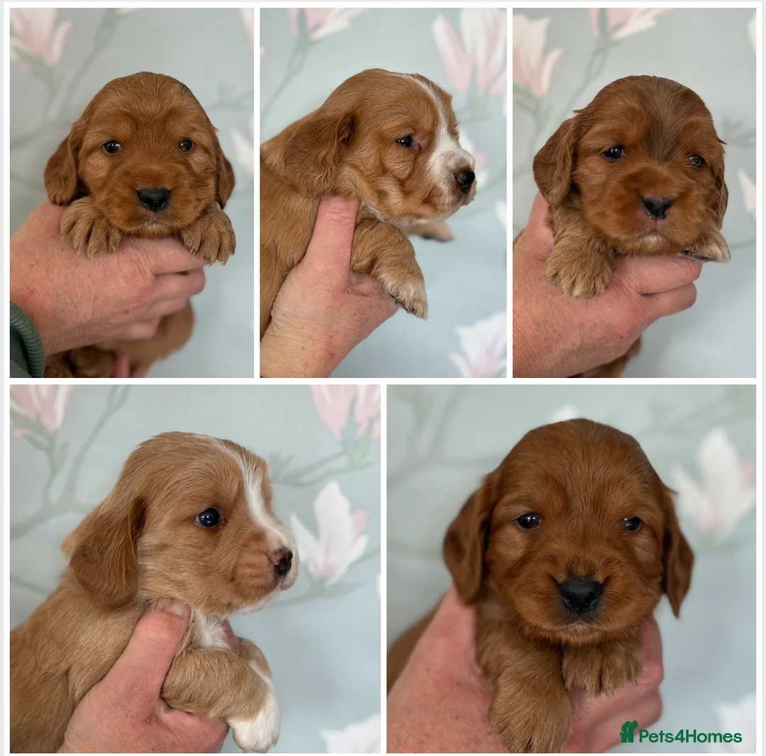 Cockapoo dogs for sale: Gorgeous F1b Cockapoos  - Advert 1