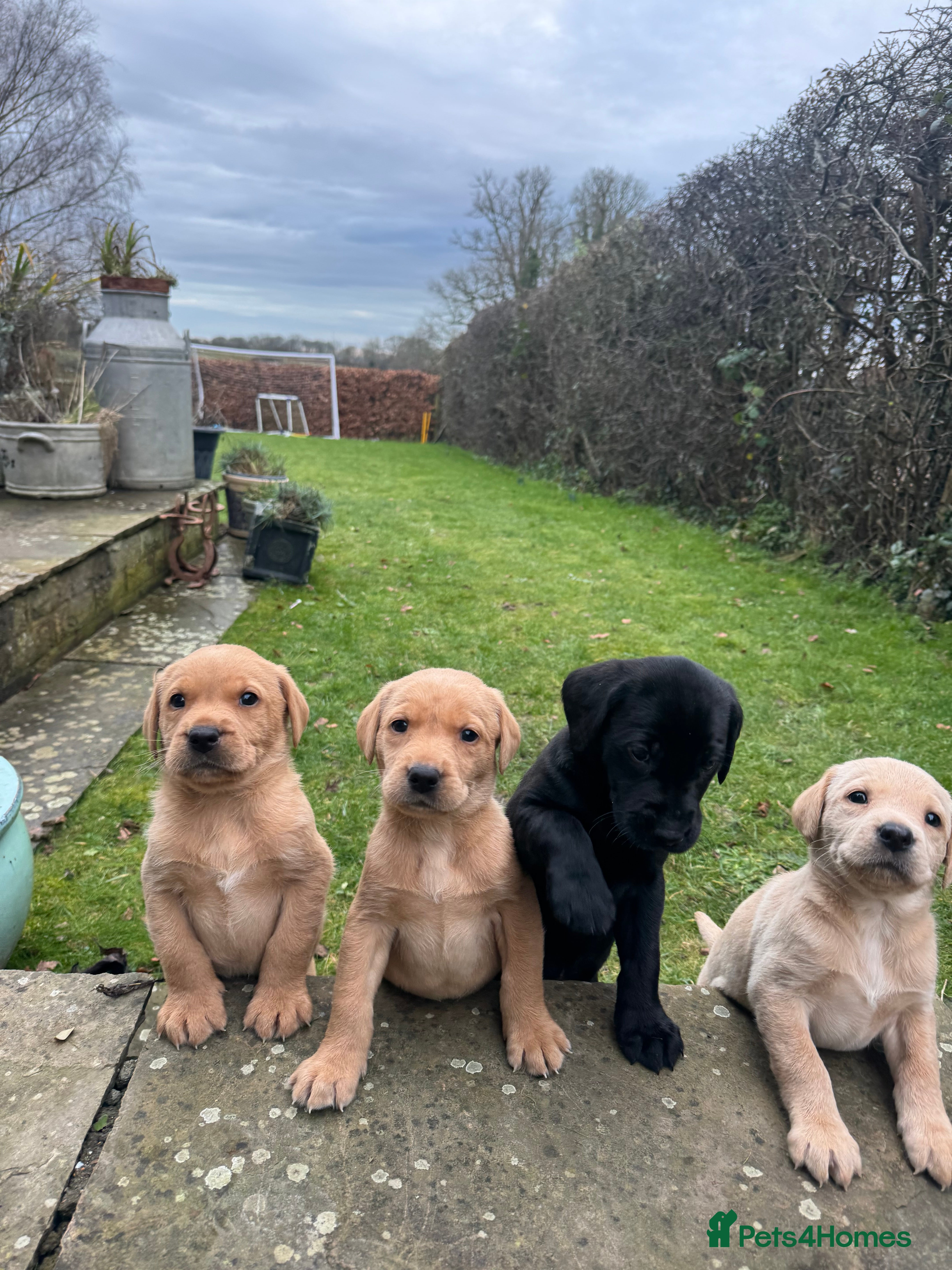 Labrador Retriever dogs Kc registered, family & working puppies for sale  - Advert 1