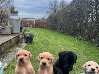 Labrador Retriever dogs Kc registered, family & working puppies for sale - Advert 5