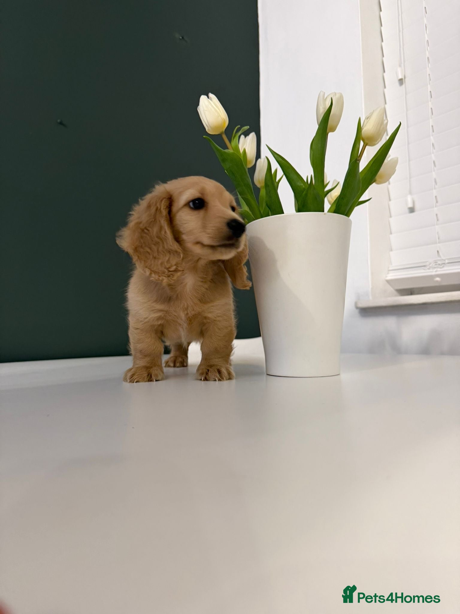 Miniature Dachshund dogs ✨READY NOW One Boy ✨Longhair miniature dachshund  - Advert 10