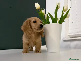 Miniature Dachshund dogs ✨REDUCED ✨Miniature LONGHAIR dachshund - Advert 6