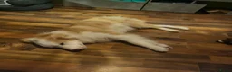Mixed Breed dogs for sale: Oscar in Salford - Advert 2