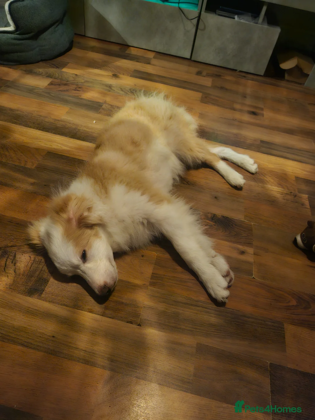 Mixed Breed dogs for sale: Oscar in Salford - Advert 2