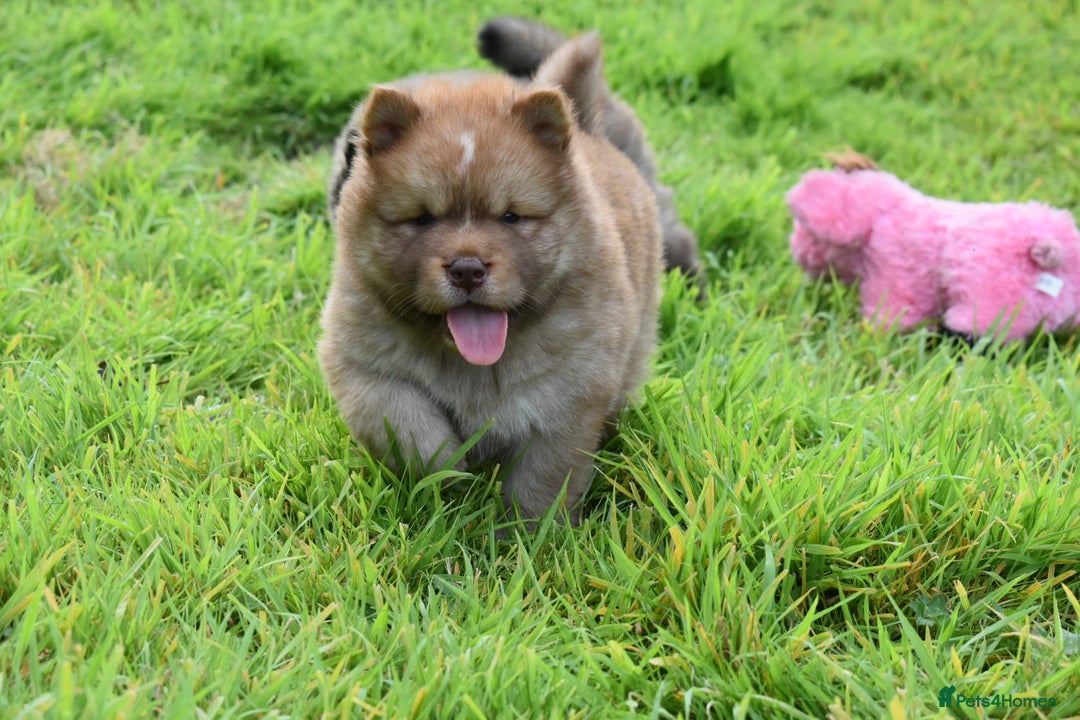 Siberian Husky dogs for sale: Beautiful Chowski puppies  - Image 2