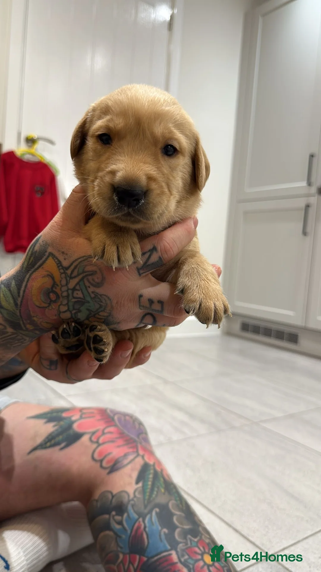 Goldador dogs for sale: Exceptional Goldadoor puppies! - Advert 6