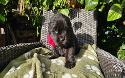 Newfoundland dogs for sale: Outstanding Newfoundland babies  - Image 14