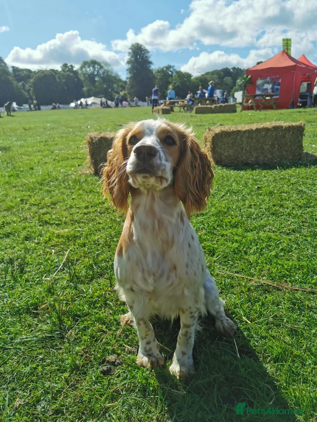 Cocker Spaniel dogs for sale: Working cocker spaniel Kc reg - Advert 2